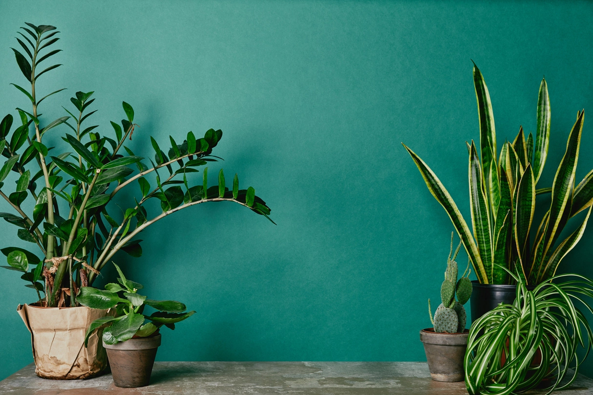 Plantas para quarto masculino