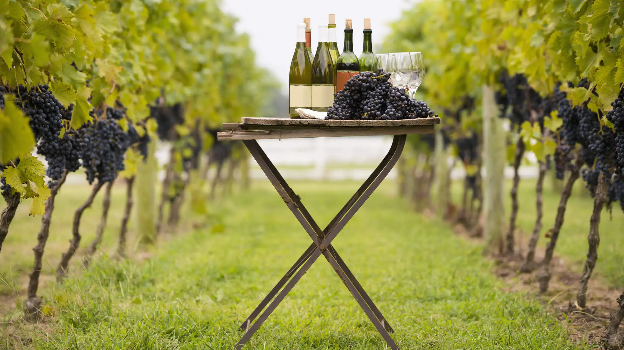 Devemos agradecer aos monges pelo nosso vinho