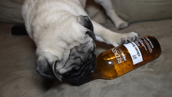 dog = shampoo 2