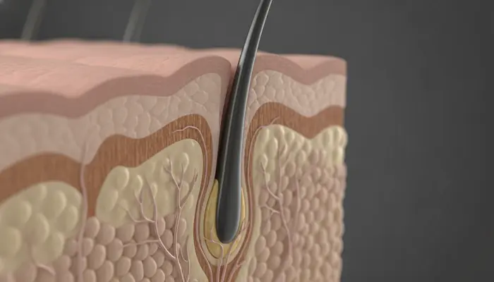 Detailed scientific anatomical 3D visualization of a human hair follicle in cross-section beneath the scalp dermal la...
